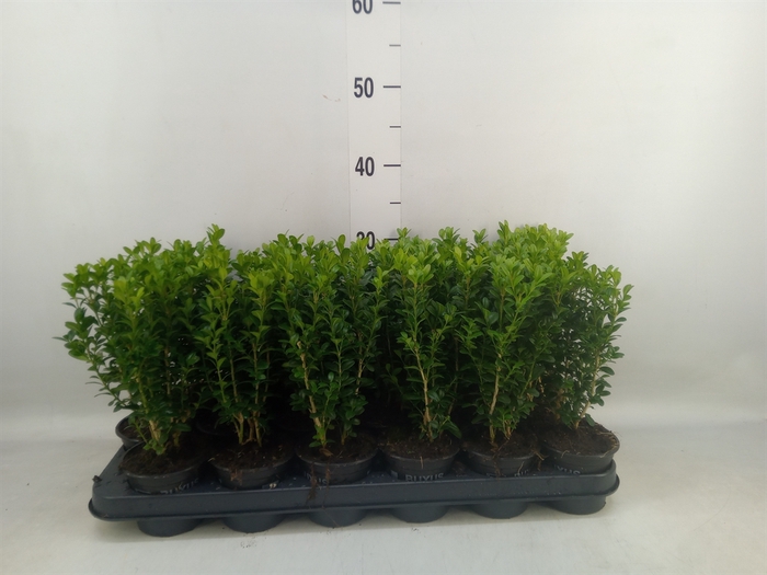 <h4>Buxus semp.   ...</h4>