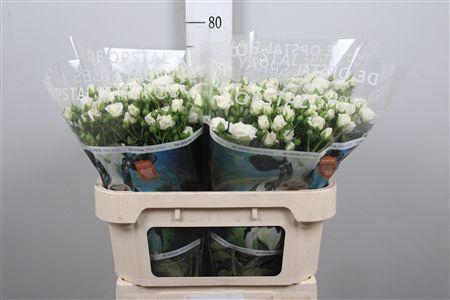 <h4>R Tr White Lady</h4>