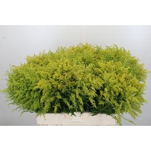 Solidago Tara Gold