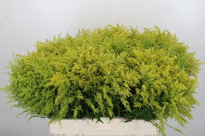 Solidago Tara Gold