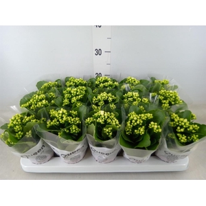 Kalanchoe blos. 'RosFlow Sia'