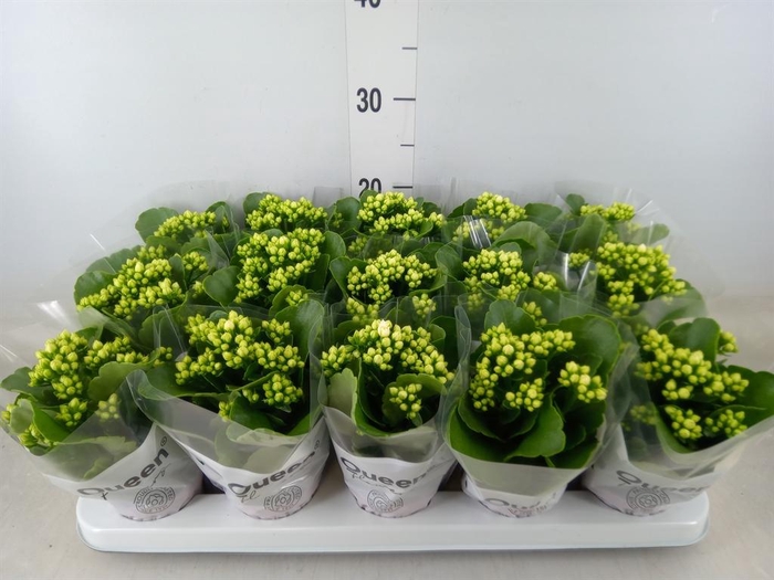 <h4>Kalanchoe blos. 'RosFlow Sia'</h4>