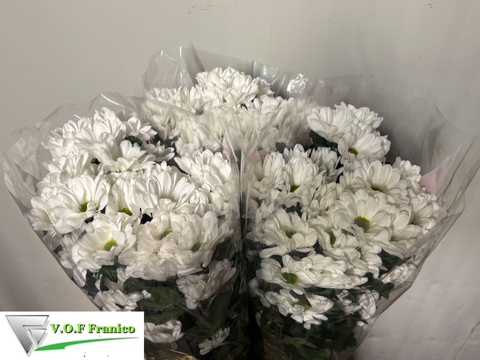 <h4>CHR T ILONKA</h4>