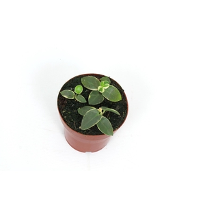 Hoya Cumingiana Outer Variegated 12 cm