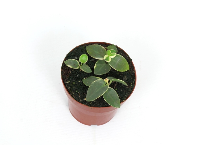 <h4>Hoya Cumingiana Outer Variegated 12 cm</h4>