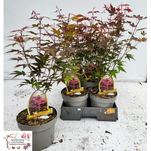 ACER PA ATROPURPUREU