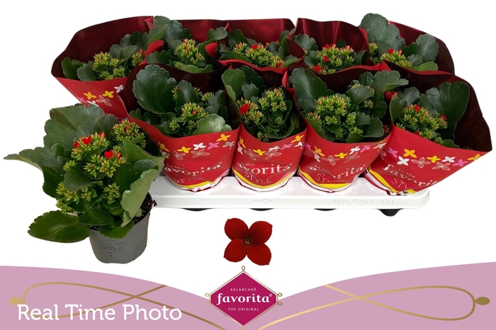 <h4>KAL EN LIPSTICK</h4>