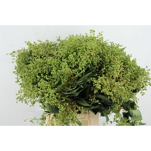 LIGUSTRUM VULGARE
