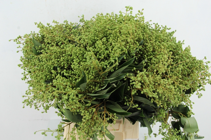 <h4>LIGUSTRUM VULGARE</h4>