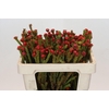 Kaaps Groen Tortum Red