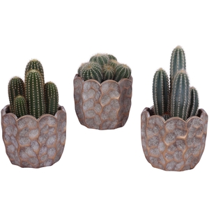 Cactus mix Ø12cm in Ø15cm Ceramic PL670