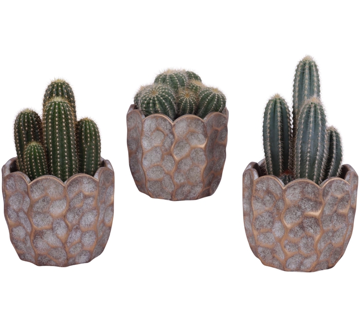 <h4>Cactus mix Ø12cm in Ø15cm Ceramic PL670</h4>