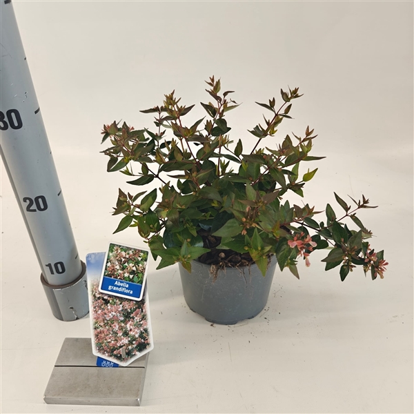 <h4>Abelia grandiflora</h4>