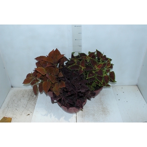 COLEUS C21