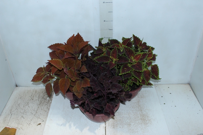 <h4>COLEUS C21</h4>