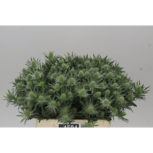 Eryngium Sirius