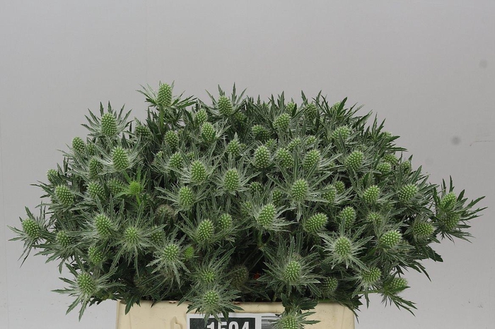 <h4>Eryngium Sirius</h4>