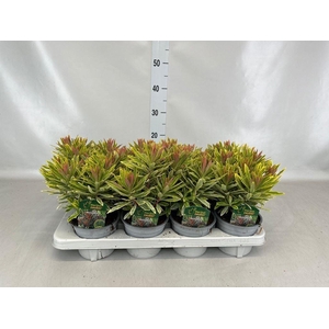 Euphorbia amygdaloides