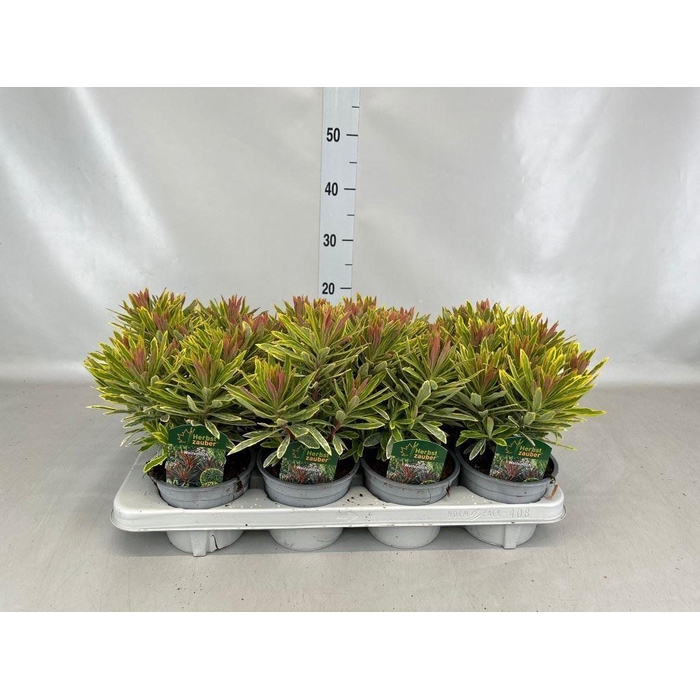 <h4>Euphorbia amygdaloides</h4>