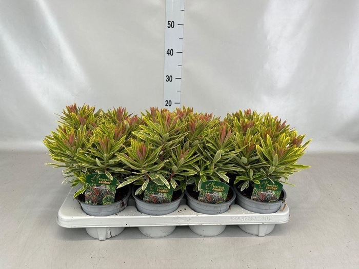 Euphorbia amygdaloides