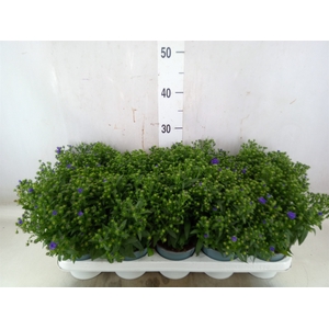 Aster n-b 'Starletta Blue'