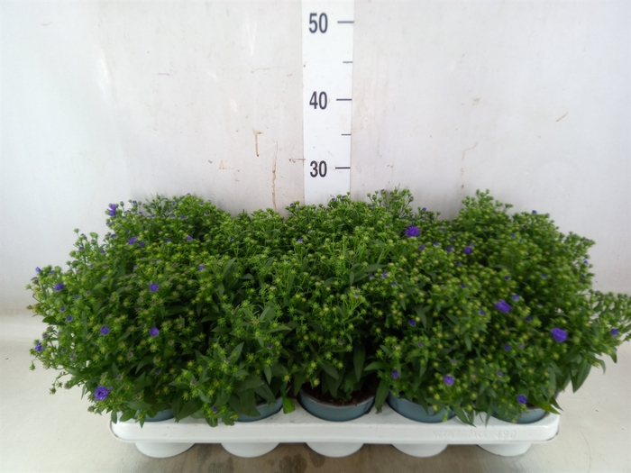 <h4>Aster n-b 'Starletta Blue'</h4>