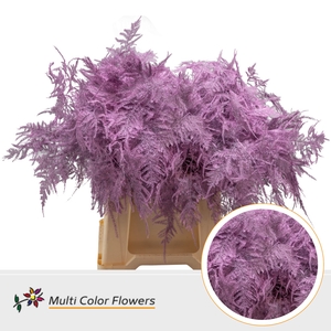 Asparagus 1e V Rose Nieuw