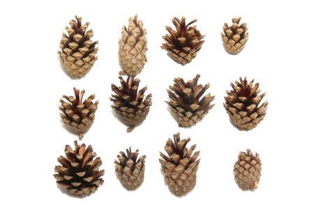 Deco Pinecone Silvester 5kg Natural