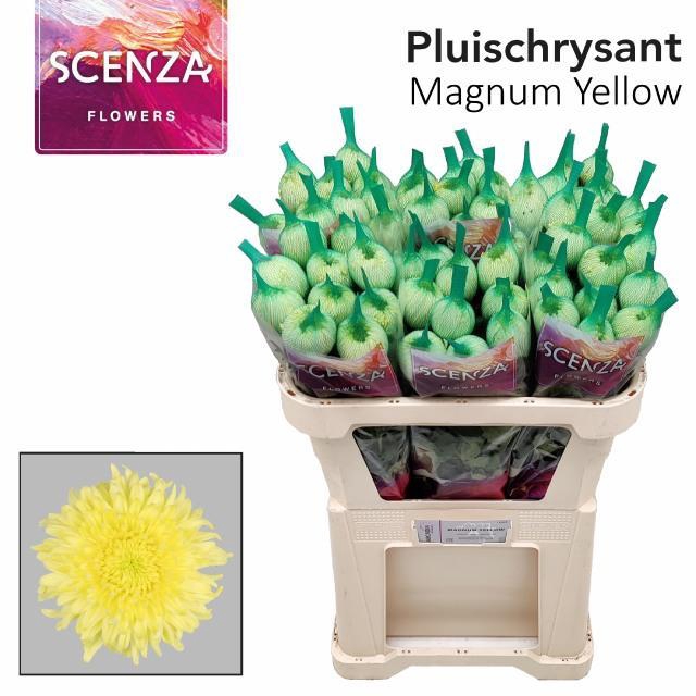 <h4>CHR G MAGNUM YELLOW</h4>