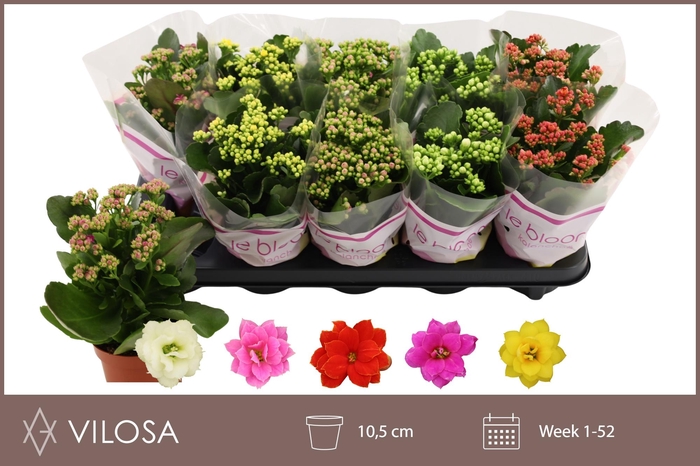 <h4>KAL GE GEM 5 KL</h4>