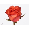 Rosa large orange wave
