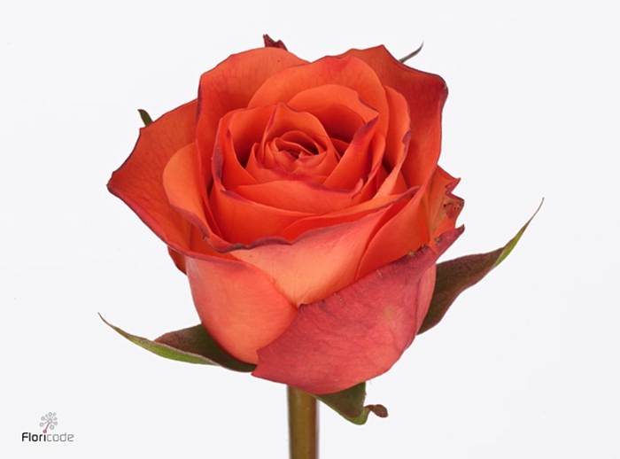 Rosa large orange wave