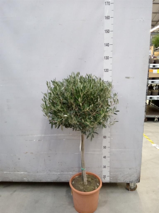 <h4>Olea europaea</h4>