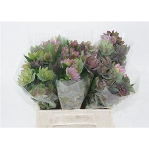 HELL OR QUEENS DB PURPLE