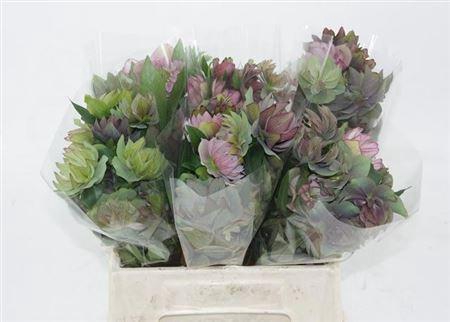 <h4>HELL OR QUEENS DB PURPLE</h4>