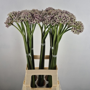 ALLIUM SILVERSPRING