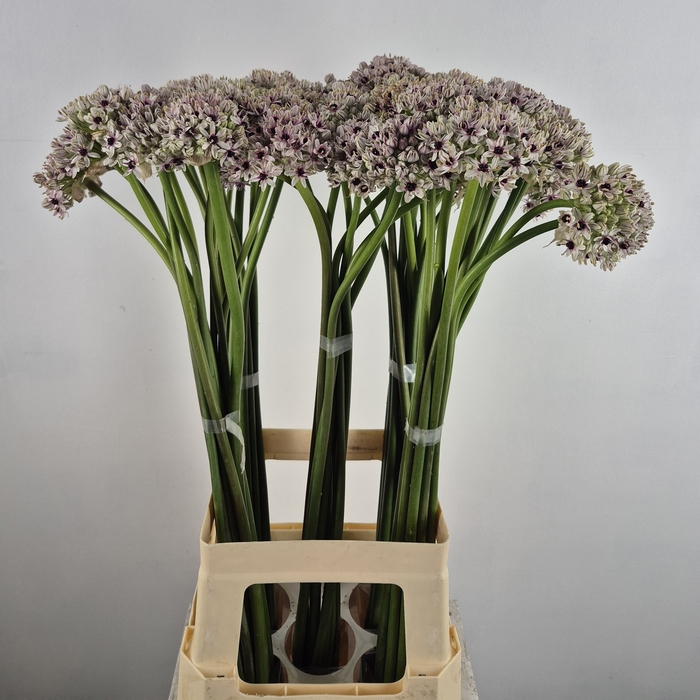 <h4>ALLIUM SILVERSPRING</h4>