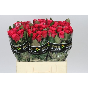Rosa Gr Tacazzi