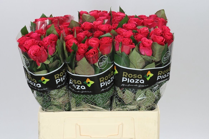 Rosa Gr Tacazzi