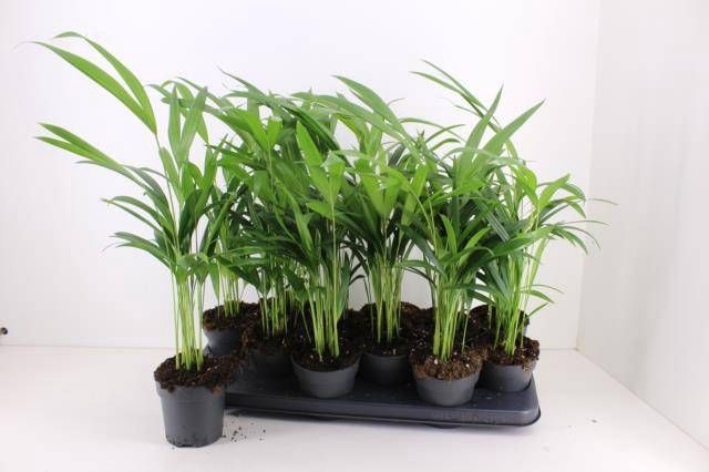 <h4>DYPSIS LUTESCENS</h4>