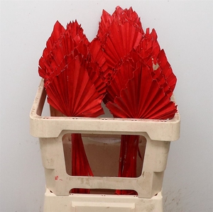 Dried Palm Spear Rood