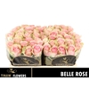R Gr Belle Rose