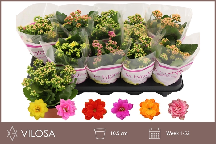 <h4>KAL GE GEM 6 KL</h4>