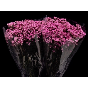 Limonium 60cm Fuchsia
