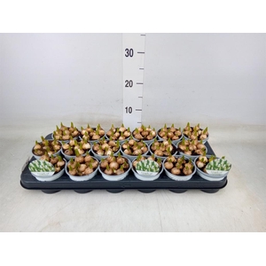 Muscari  'Magic White'