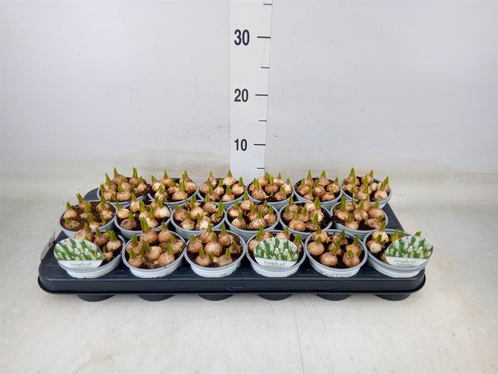 <h4>Muscari  'Magic White'</h4>