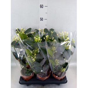 Stephanotis floribunda   ...