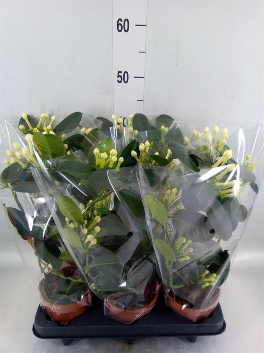 <h4>Stephanotis floribunda   ...</h4>