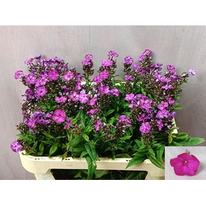 PHLOX P MAG PASSIONZ