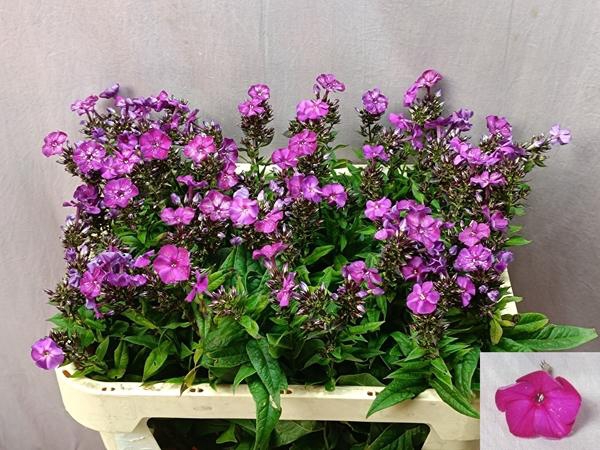 <h4>PHLOX P MAG PASSIONZ</h4>
